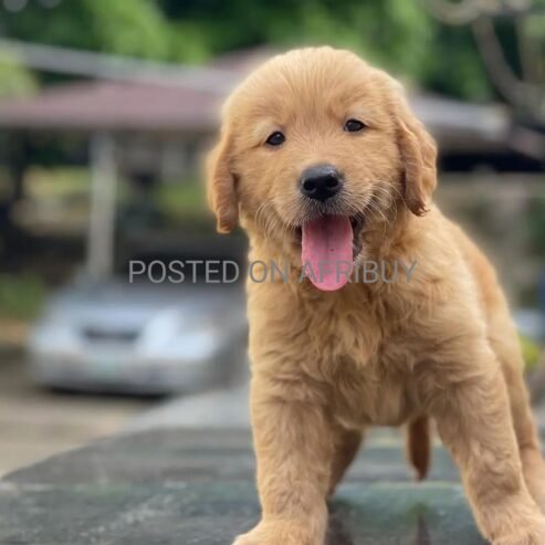 Golden retriever puppies