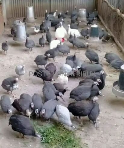 Guinea fowls