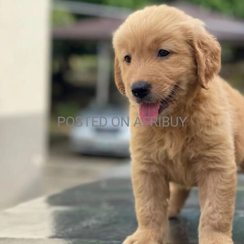 Golden retriever puppies