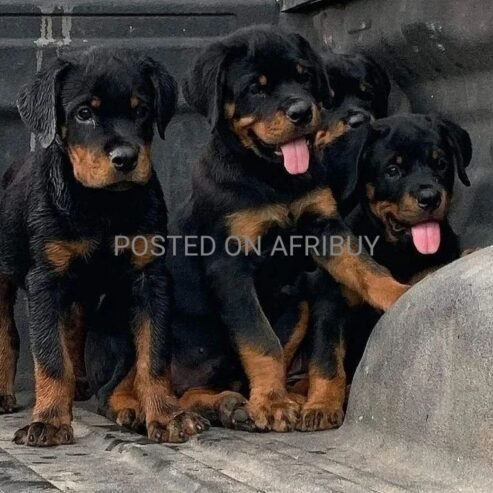 Rottweiler Puppies