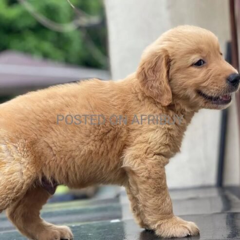 Golden retriever puppies