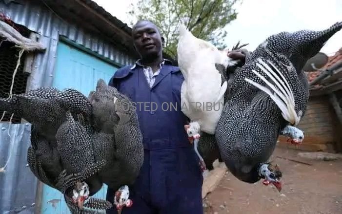 Guinea fowls