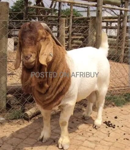 Goat for sale