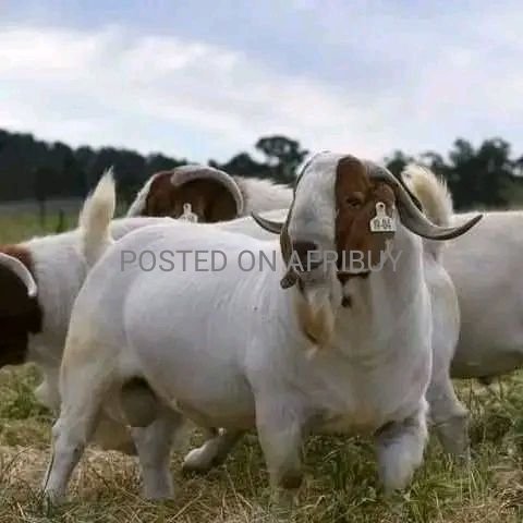 Goat for sale