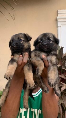 BOTH SEX GERMAN SHEPHERD AVAILABLE FOR REHOMING WITHIN IBADAN