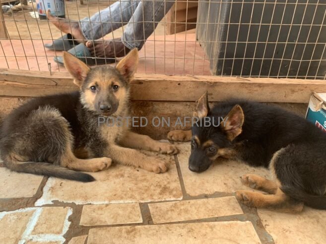 BOTH SEX GERMAN SHEPHERD AVAILABLE FOR REHOMING WITHIN IBADAN